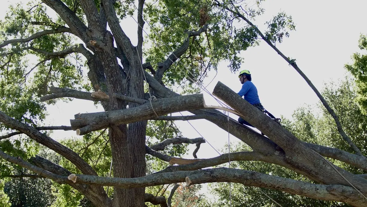 Professional Crown Thinning performed by certified arborists in Normal