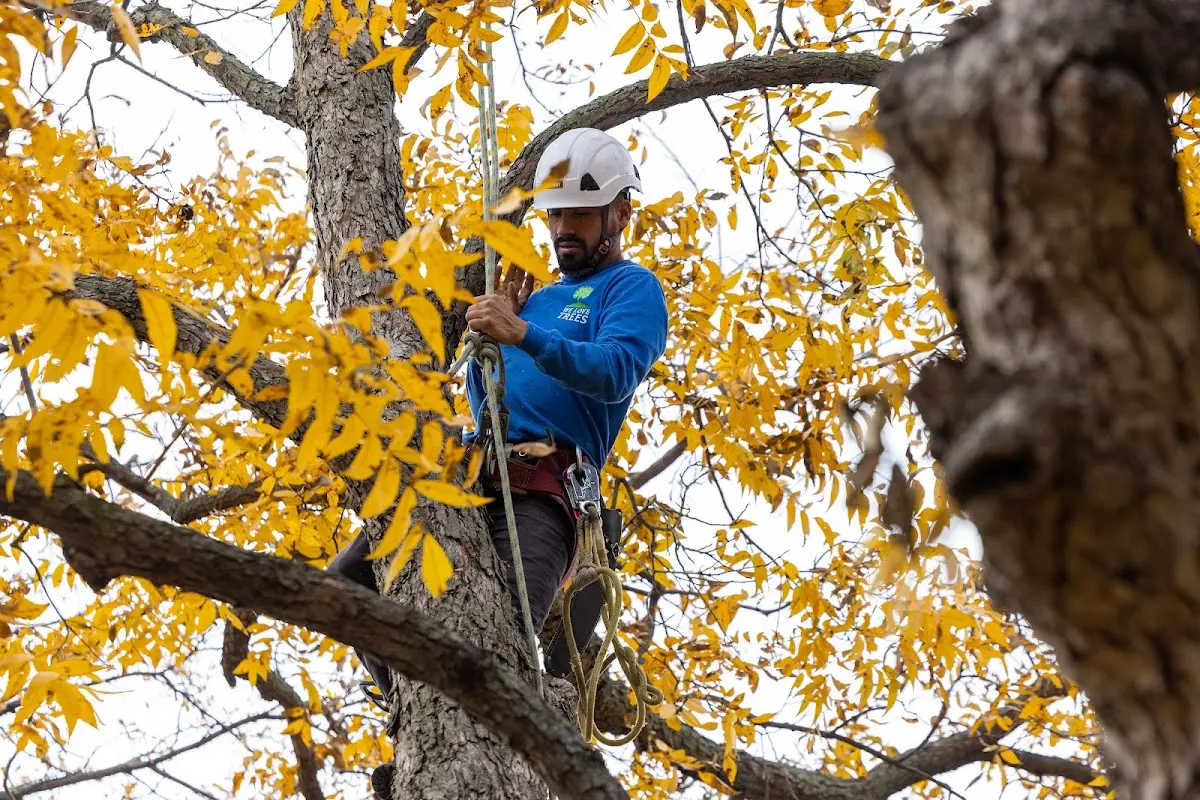 Skilled Tree Transplanting crew working in Normal