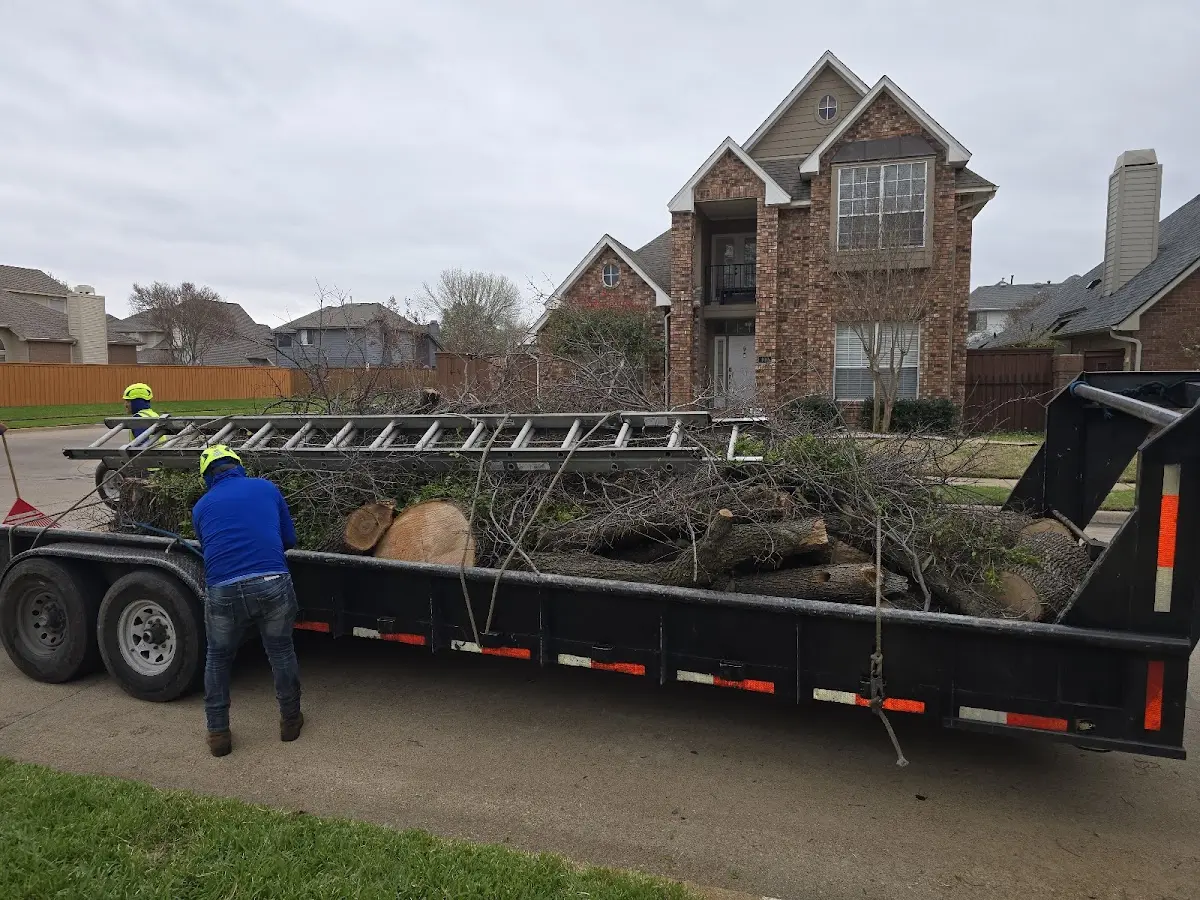 Expert Tree Pest Control with proper safety equipment in Normal